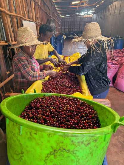 Ethiopia - Megadu Lacto Natural - Lot D [25/26]