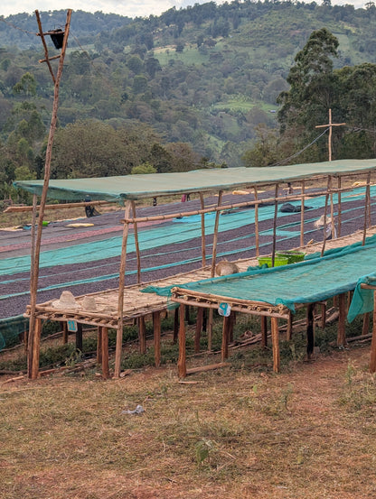 Ethiopia - Megadu "Static Cherry" Anoxic Natural [25/26]