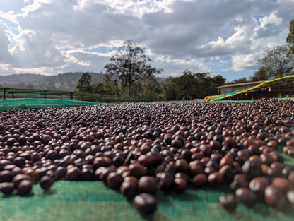 Ethiopia - Megadu "Static Cherry" Anoxic Natural [25/26]