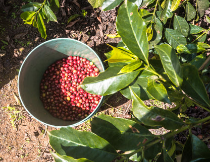 Kenya - Wamuguma AA Espresso