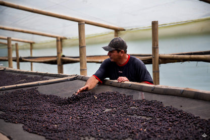 Colombia - Nimbus Rosado Decaf