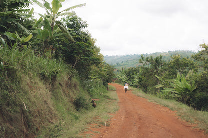 Burundi - Rubirizi Hill FW [Auction Lot]