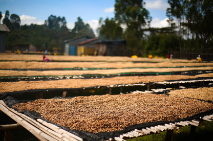 Ethiopia - Nensebo Bishan Guracha