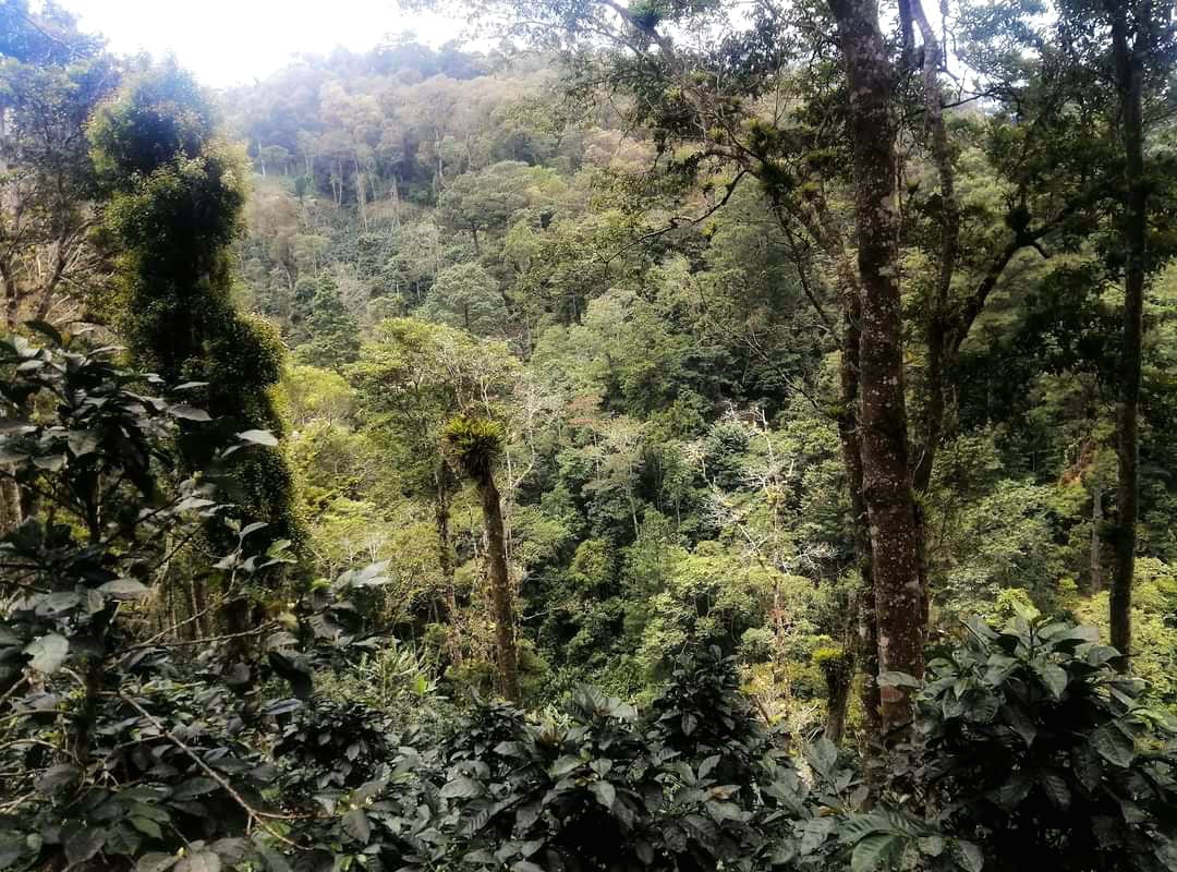 Nicaragua - Las Tres Hermanas Tekisic FW