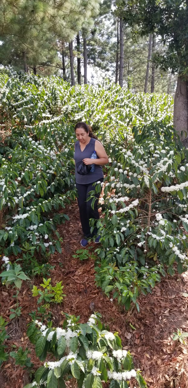 Guatemala - Fredy Orantes' Buena Vista Pacamara