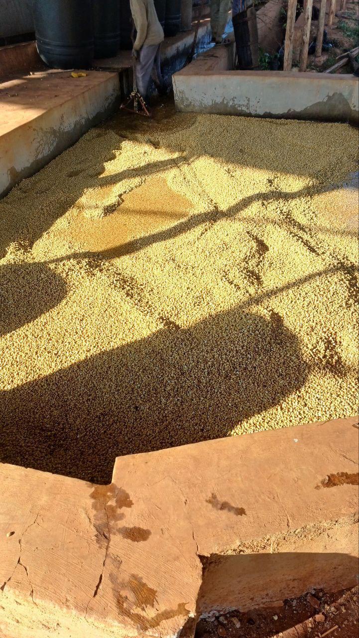 Ethiopia - Teferi Kela Lacto Washed #25.04