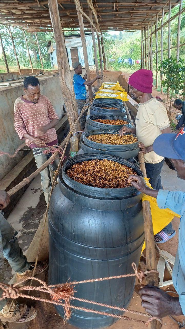 Ethiopia - Teferi Kela Lacto Washed #25.04