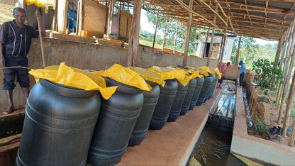 Ethiopia - Teferi Kela Lacto Washed #25.04