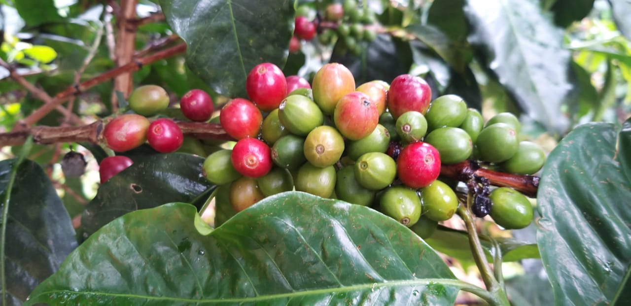 Colombia - Eder Bedoya's Chiroso
