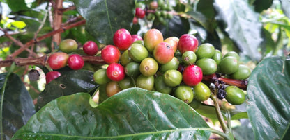 Colombia - Eder Bedoya's Chiroso