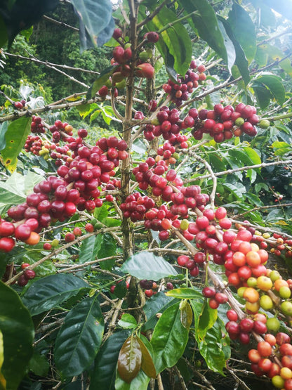 Colombia - Eder Bedoya's Chiroso