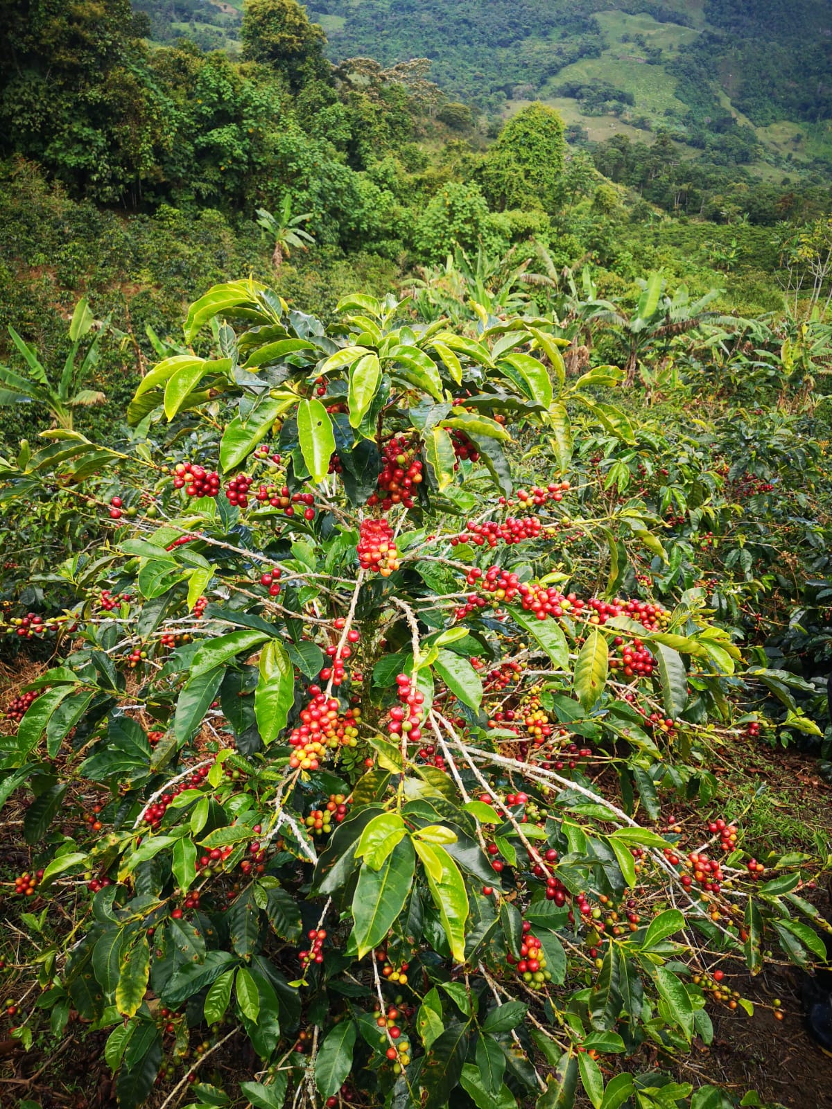 Colombia - Eder Bedoya's Chiroso