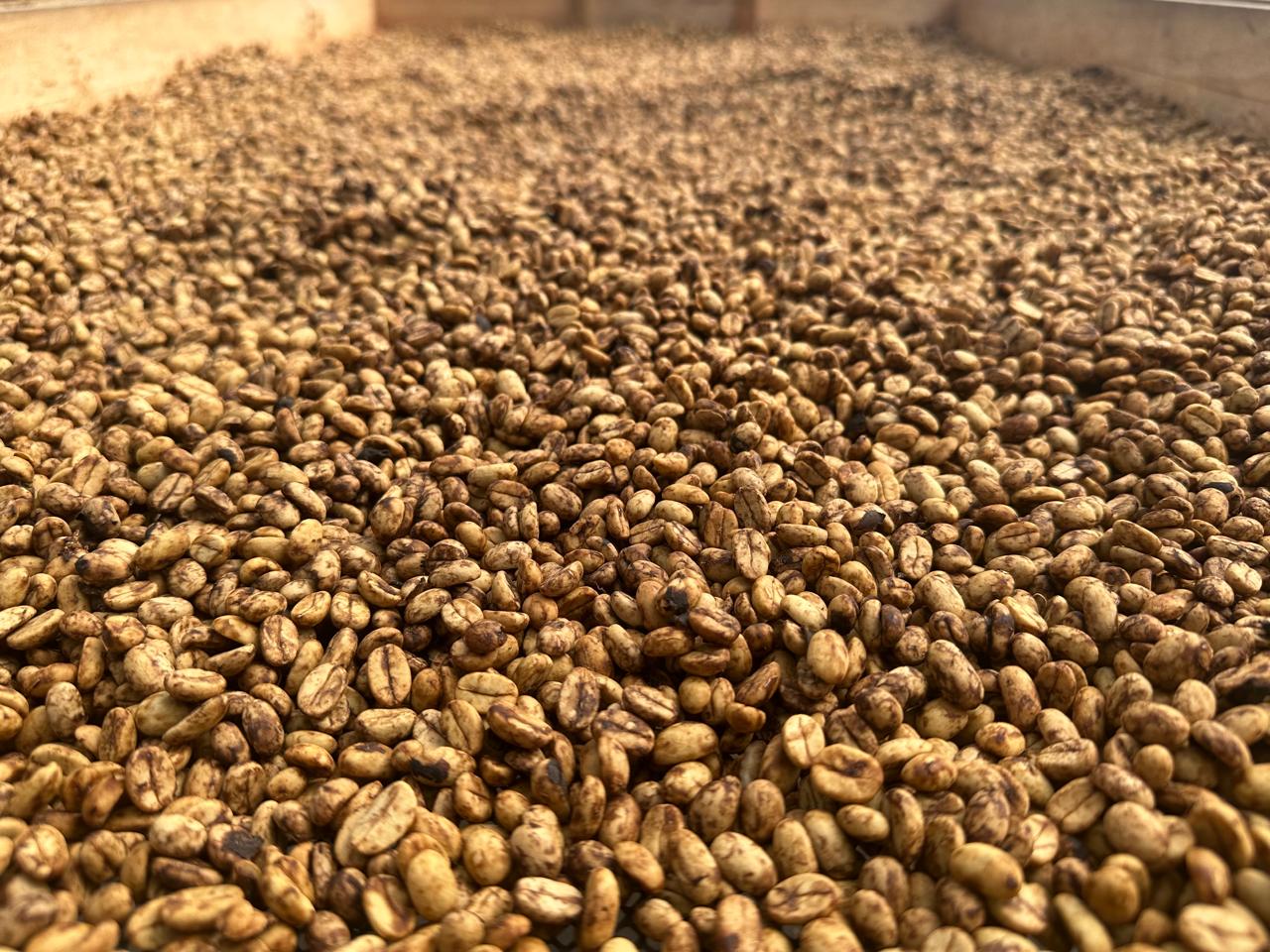 Ecuador - Mario Hervas' Honey [25/26]