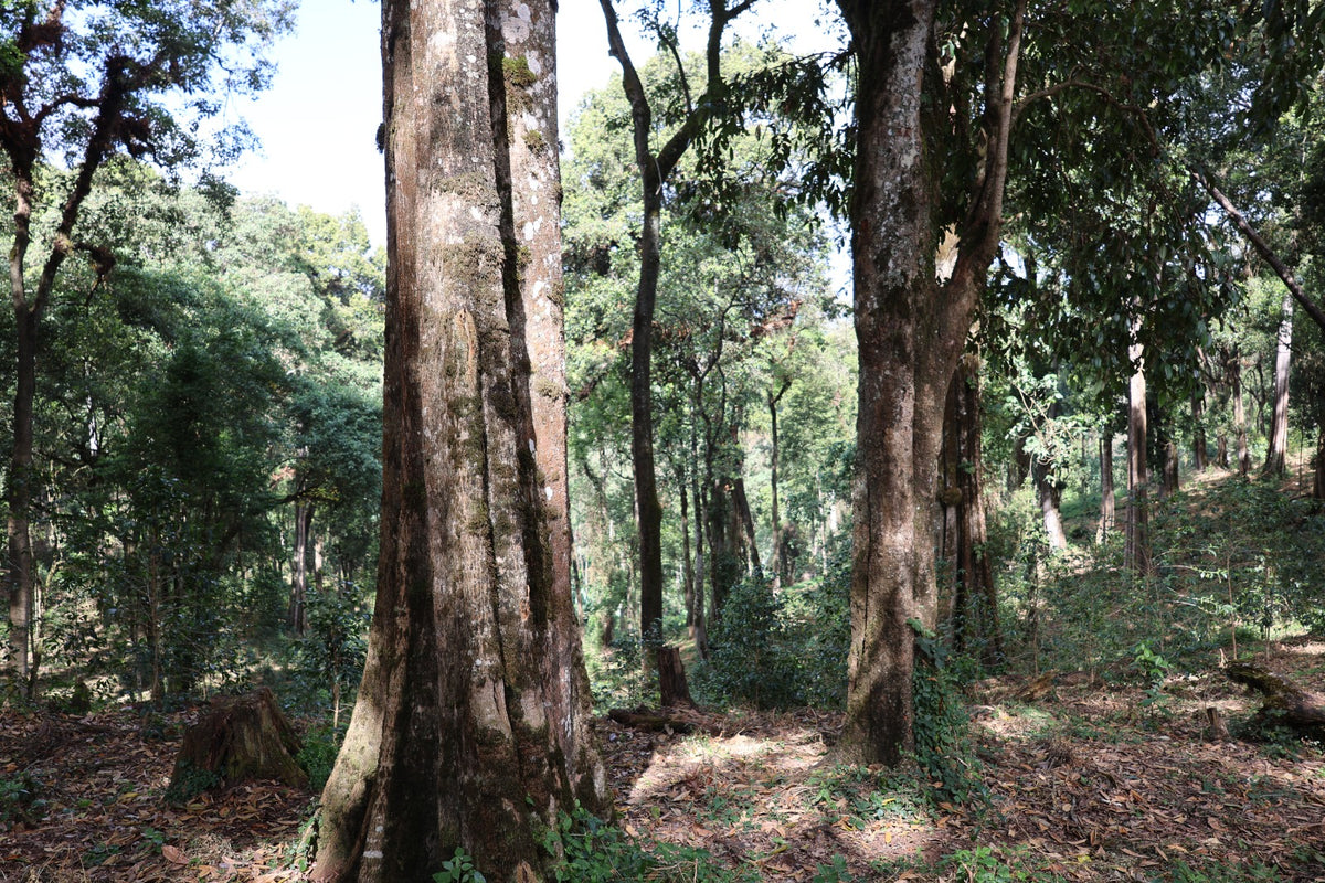 Ethiopia - Adamo