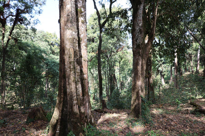 Ethiopia - Adamo