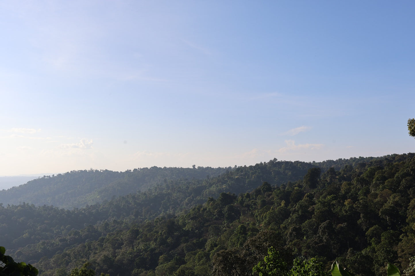 Ethiopia - Adamo