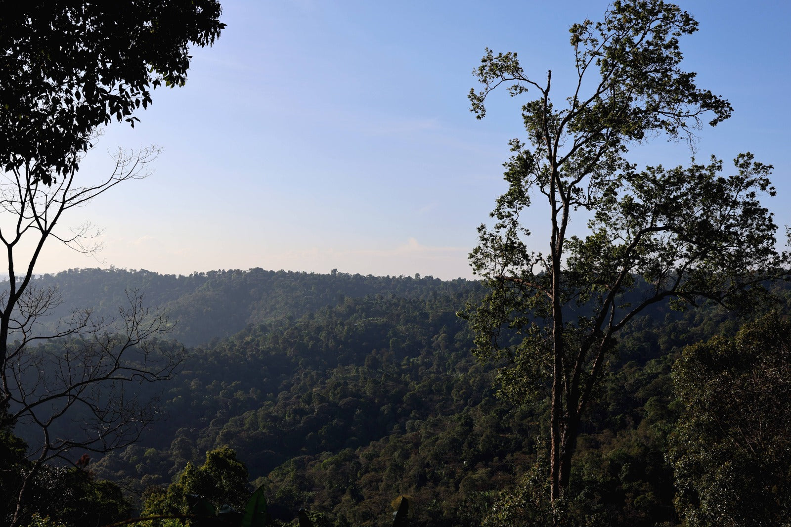 Ethiopia - Adamo
