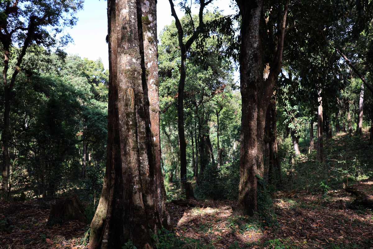 Ethiopia - Adamo