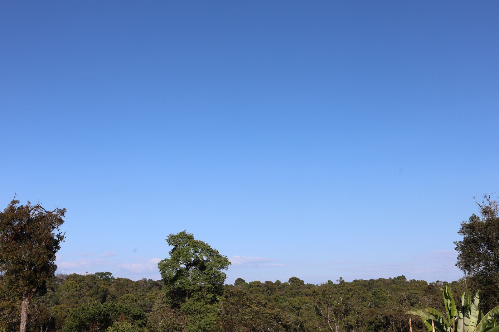 Ethiopia - Adamo