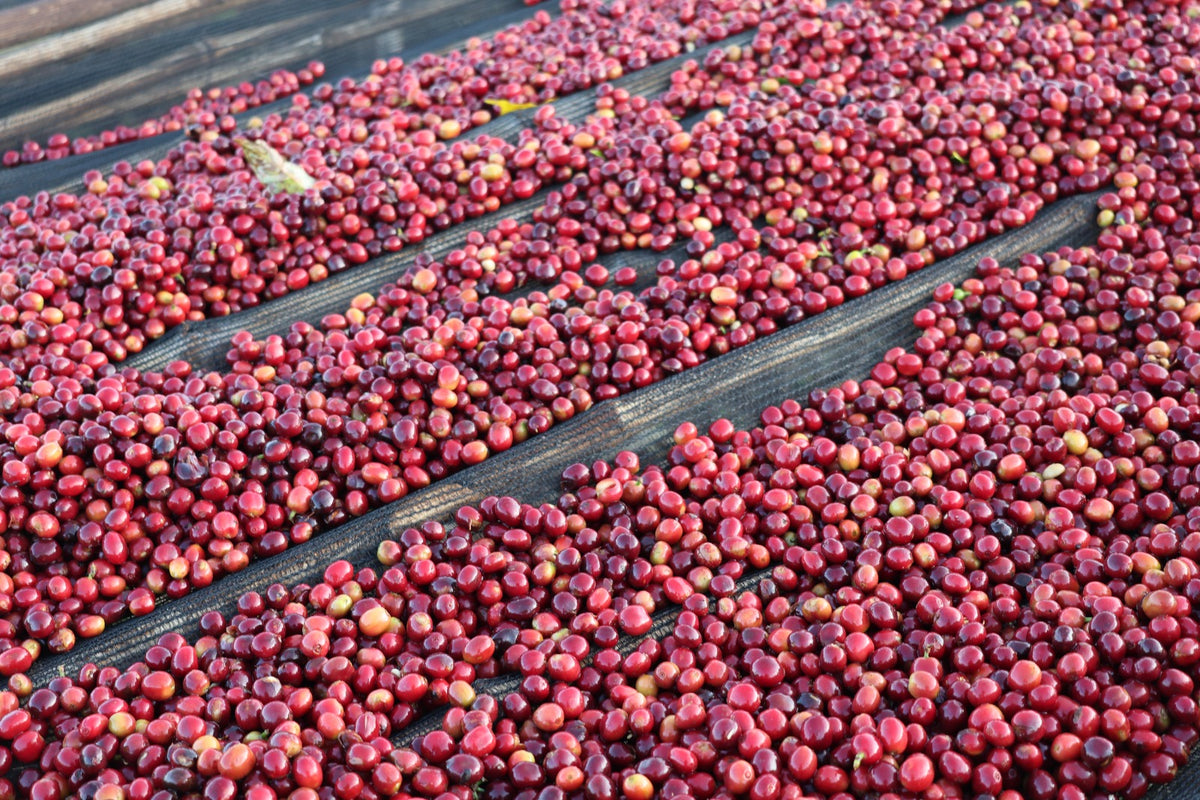 Ethiopia - Adamo
