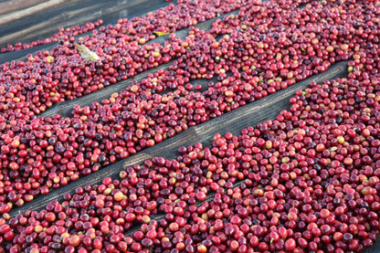 Ethiopia - Adamo