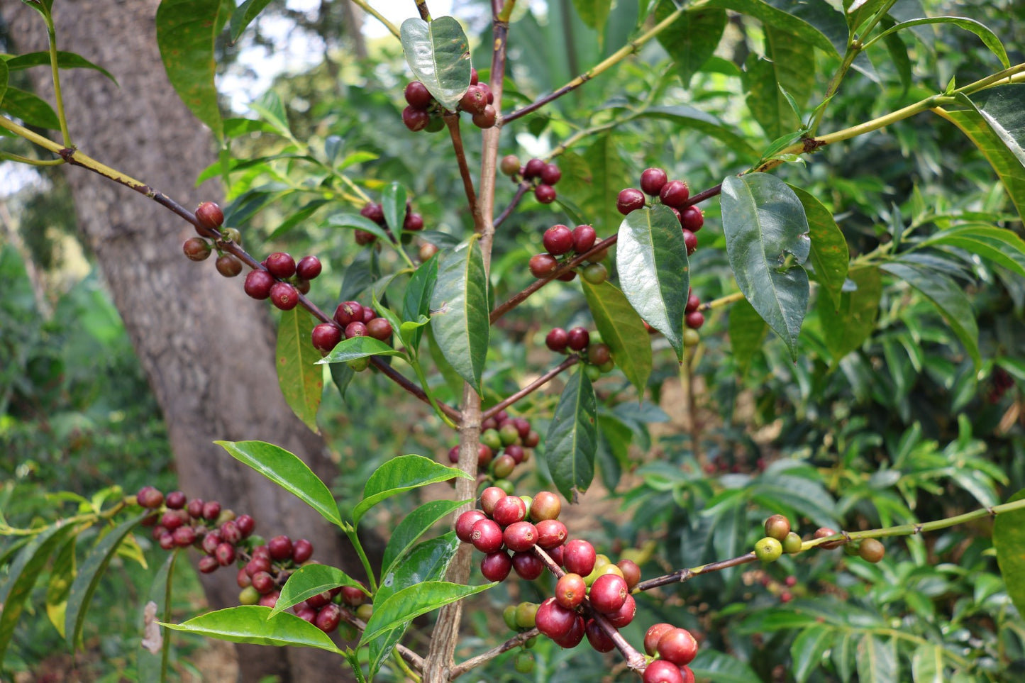Ethiopia - Adamo