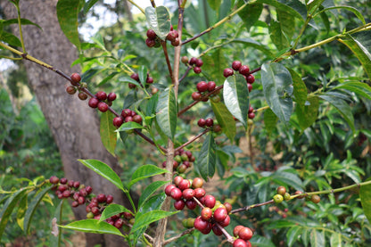 Ethiopia - Adamo