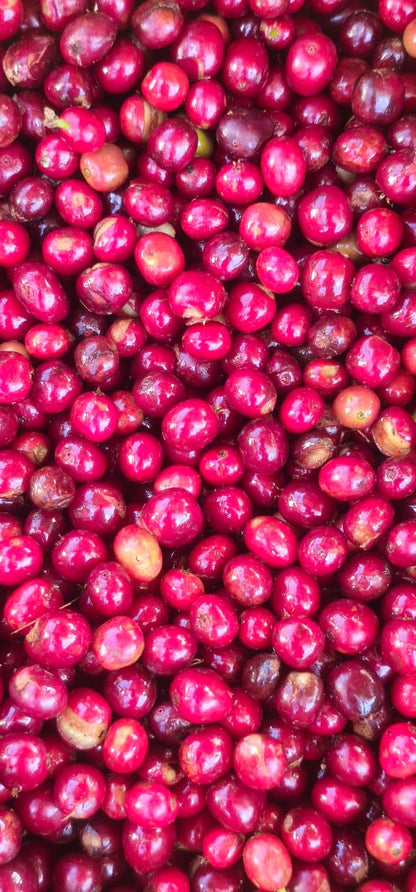 Ethiopia - Chelchele Espresso