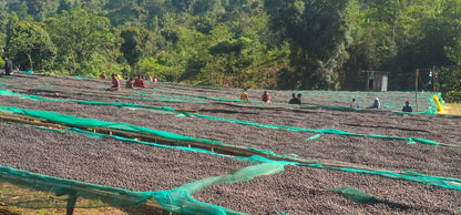 Ethiopia - Chelchele Espresso