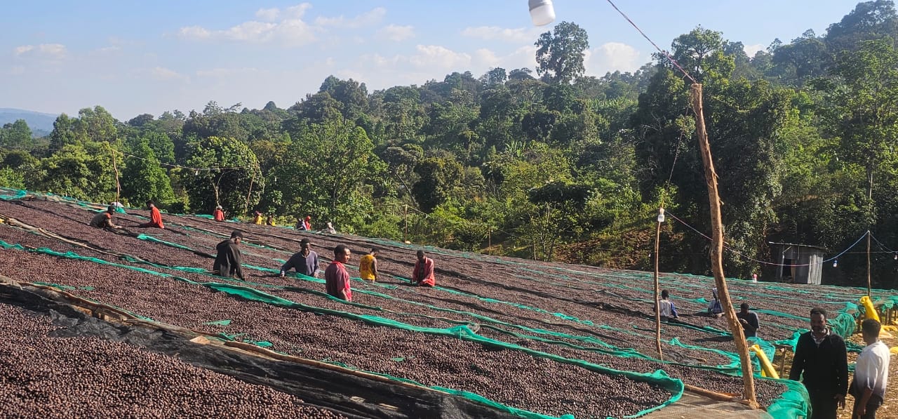 Ethiopia - Chelchele Espresso