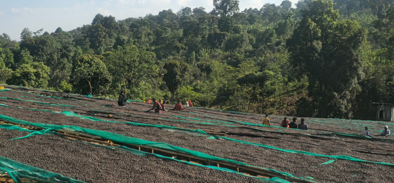 Ethiopia - Chelchele Espresso