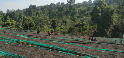 Ethiopia - Chelchele Espresso