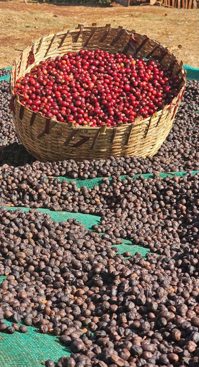 Ethiopia - Chelchele Espresso