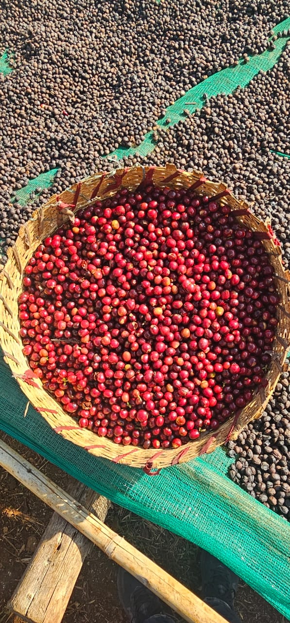 Ethiopia - Chelchele Espresso