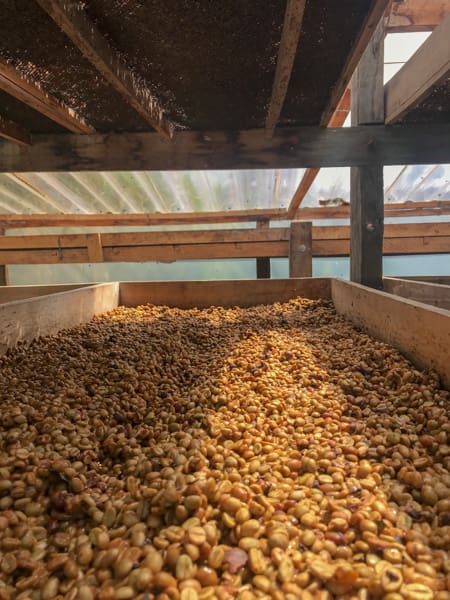 Colombia - Aponte Honey