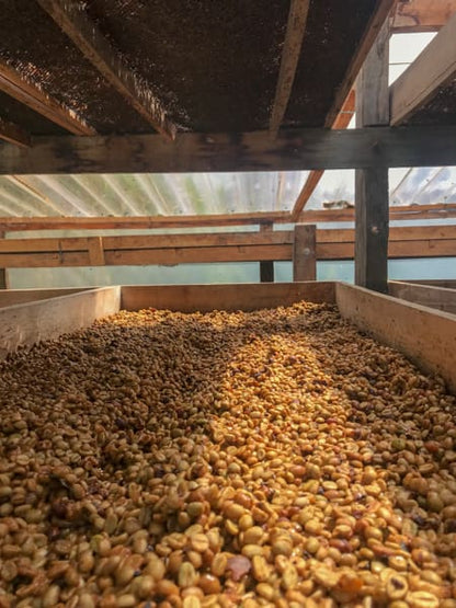 Colombia - Aponte Honey