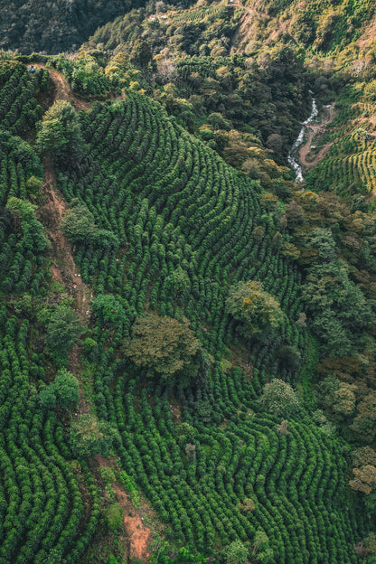 Costa Rica - Corazón de Jesús "El Salitre" Typica