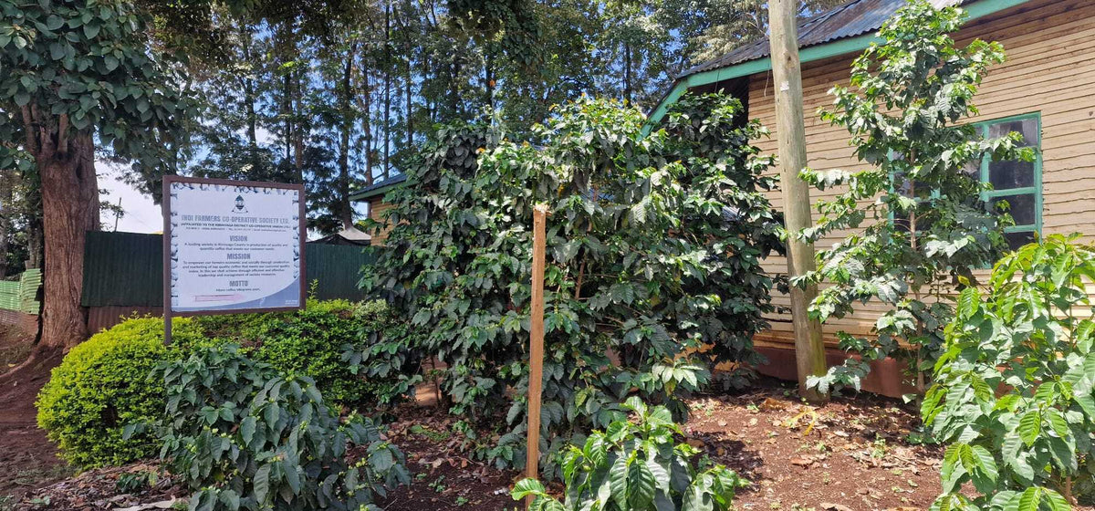Kenya - Kerugoya AA #026