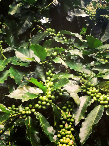 Nicaragua - Las Tres Hermanas Tekisic FW