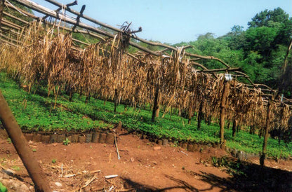 Ethiopia - Kebena Natural Decaf