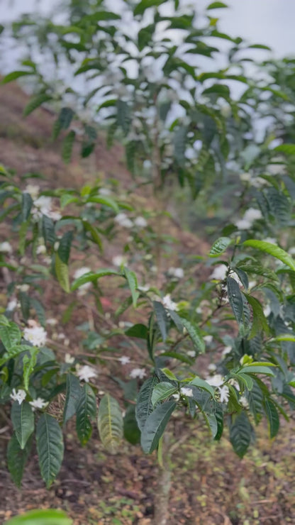 Peru - Las Etiopes Ethiopian "Heirloom" FW Lot #33