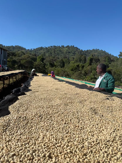 Ethiopia - Worka Chelbesa FW [25/26]