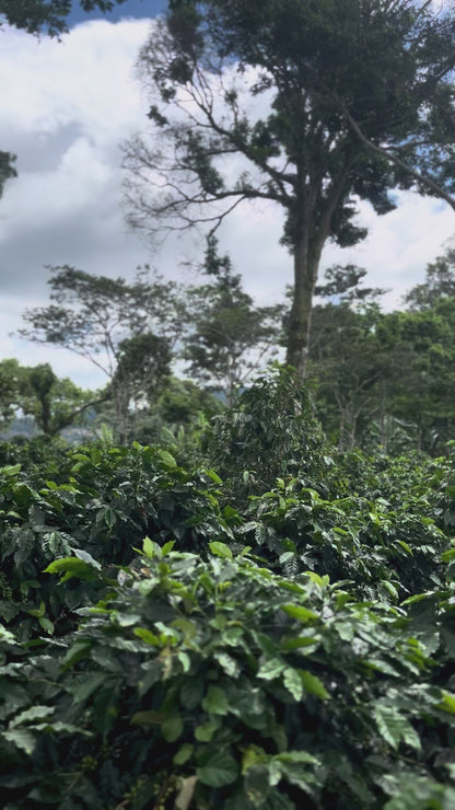 Nicaragua - El Diablo FW