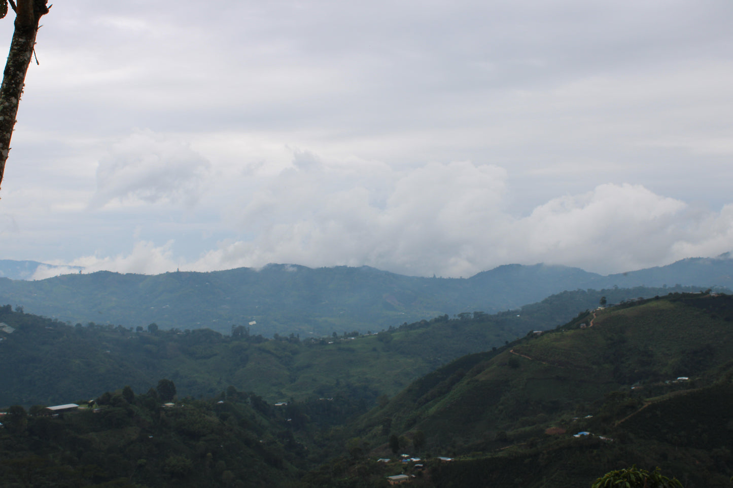 Colombia - Palestina Washed Decaf