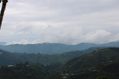 Colombia - Palestina Washed Decaf