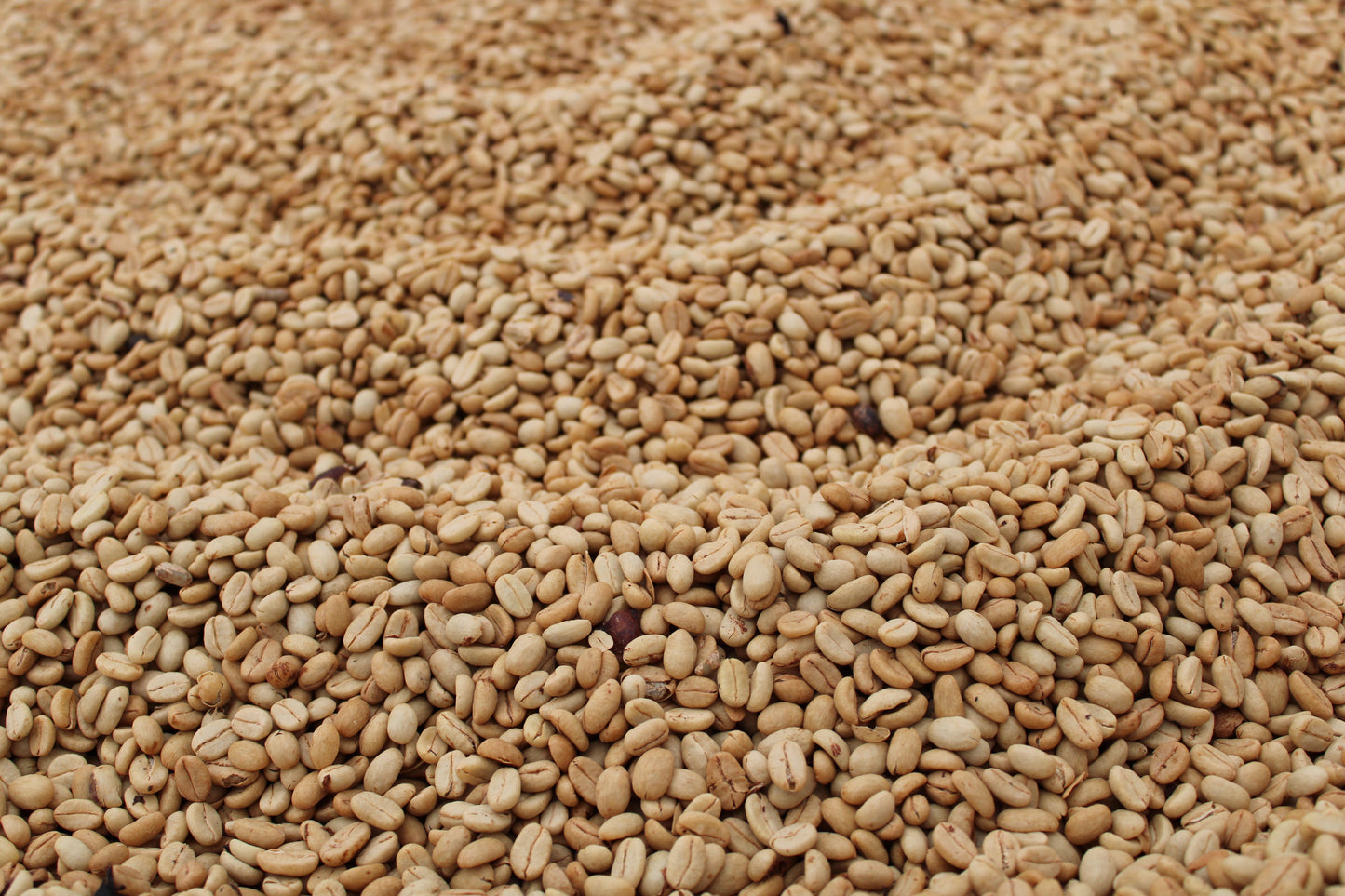 Colombia - Palestina Washed Decaf